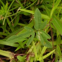 Vigna trilobata (L.) Verdc.